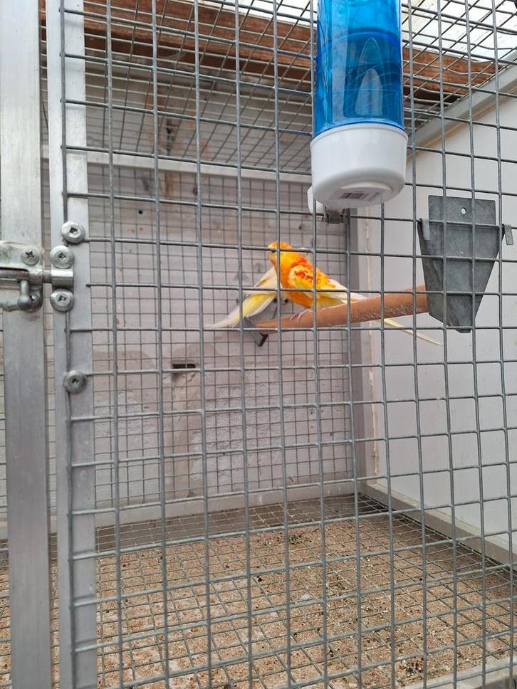 Roodruggen - bourkes, Dieren en Toebehoren, Vogels | Parkieten en Papegaaien, Parkiet, Meerdere dieren, Geringd