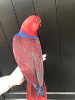 Edelpapegaai super tam, Dieren en Toebehoren, Vrouwelijk, Papegaai, Geringd