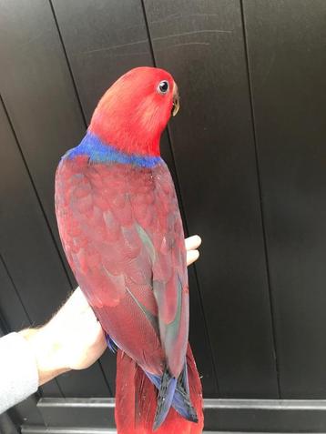 Edelpapegaai super tam  beschikbaar voor biedingen