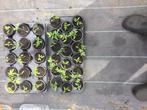 tomaten planten, Ophalen, Groenteplanten, Eenjarig, Volle zon