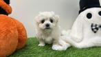 Nestjes Maltezer pups - kleine taille, Dieren en Toebehoren, Honden | Chihuahua's en Gezelschapshonden, België, Maltezer, CDV (hondenziekte)