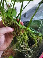 Anubias Barteri aquariumplant, Ophalen, Plant(en), Steen of Hout