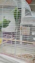 Halsband parkiet, Dieren en Toebehoren