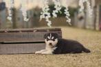 Siberische Husky pups, Belgisch Husky Fokker, Dieren en Toebehoren, België, CDV (hondenziekte), 8 tot 15 weken, Teef