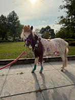 Super knap minipaardje! Ook super voor kinderen, Dieren en Toebehoren, Hengst, Gechipt, 0 tot 2 jaar