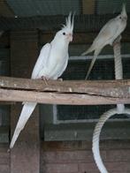 Vrouwelijke valkparkiet epp, Dieren en Toebehoren, Vrouwelijk