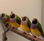 Gouldamadine wildkleur, Meerdere dieren, Tropenvogel