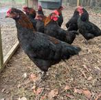 Olijfleggers (groenleggers), Dieren en Toebehoren, Pluimvee, Mannelijk, Kip