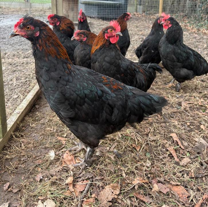 Olijfleggers (groenleggers), Dieren en Toebehoren, Pluimvee, Kip, Mannelijk