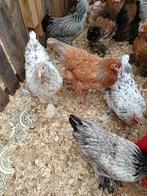brahma hennen ruime keuze uit een 40 tal 3+1 GRATIS, Vrouwelijk, Kip
