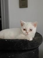 Britsekorthaar, Dieren en Toebehoren, Katten en Kittens | Raskatten | Korthaar, Kater, Gechipt, 0 tot 2 jaar