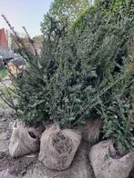 Taxusplanten 60-80cm, Tuin en Terras, Planten | Struiken en Hagen, Ophalen, Taxus, Struik, Minder dan 100 cm
