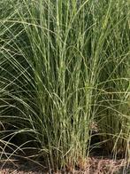 Grote grassen van het type Miscanthus., Tuin en Terras, Ophalen