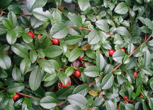 Bodembedekkers, Tuin en Terras, Planten | Tuinplanten, Bodembedekkers, Ophalen