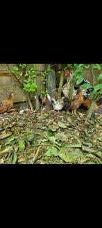 Kuikens krielkippen, Meerdere dieren, Kip