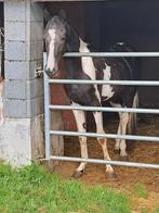 Jaarling, Dieren en Toebehoren, Paarden, Niet van toepassing, 0 tot 2 jaar, Hengst, Gechipt