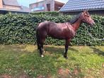 Mooie d pony, Dieren en Toebehoren, Pony's, Zadelmak