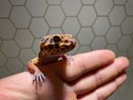 Geckos léopard, Animaux & Accessoires, Lézard, 0 à 2 ans