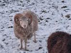 Ouessant ram