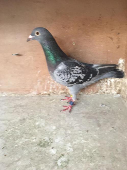 Geschelpte jaarling duivin met prestaties, Dieren en Toebehoren, Vogels | Duiven