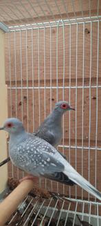 Diamantduif  (laatste week!)