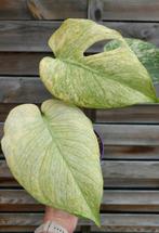 Monstera Deliciosa mint variegata (white monster), Huis en Inrichting, Ophalen of Verzenden