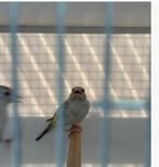 Agaatpastel putters split witkop, Dieren en Toebehoren, Mannelijk, Wildzangvogel, Geringd