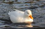 Witte Hollandse kwakers, Dieren en Toebehoren, Pluimvee, Meerdere dieren, Eend