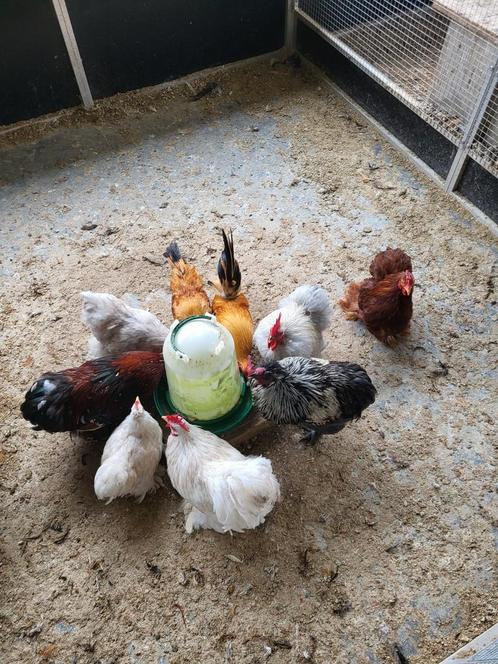 Hanen, Dieren en Toebehoren, Pluimvee, Kip, Mannelijk
