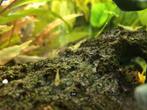Caridina sp. Mini-Japonica, Dieren en Toebehoren, Kreeft, Krab of Garnaal, Zoetwatervis, Schoolvis
