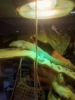 Varanus niloctilus, Dieren en Toebehoren, Ophalen