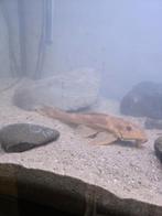 Pleco, Dieren en Toebehoren, Vissen | Aquariumvissen