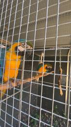 Ara, Dieren en Toebehoren, Vogels | Parkieten en Papegaaien, Meerdere dieren, Papegaai, Geringd