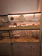 Groot gerbilarium te koop, Dieren en Toebehoren, Knaagdieren en Konijnen | Hokken en Kooien, Ophalen, Kooi, Gebruikt, Hamster
