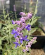 Perovskia Atriplicifolia 'Blue Spire', Tuin en Terras, Planten | Tuinplanten, Ophalen, Zomer, Vaste plant, Overige soorten