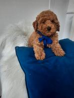 Poedels puppy's, Dieren en Toebehoren, Poedel, België, Fokker | Hobbymatig, Reu