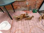 Aquarium hout, Animaux & Accessoires, Poissons | Aquariums & Accessoires, Enlèvement, Comme neuf