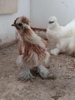 Broedeieren van de zijde hoen . Fotos zijn van de ouders, Dieren en Toebehoren, Pluimvee