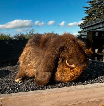 MINILOP ram beschikbaar voor biedingen