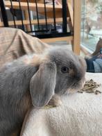 Lief minilop konijn ram, Animaux & Accessoires, Lapins, Mâle, Nain, Oreilles tombantes, 0 à 2 ans
