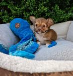 Luxe mini chihuahua pups beschikbaar prijs vanaf 795 euro, CDV (hondenziekte), Meerdere, 8 tot 15 weken, Meerdere dieren