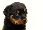 puppy rottweiler, Boeken, Dieren en Huisdieren, Ophalen, Honden, Nieuw, Zie beschrijving