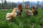 Œufs Araucana doré saumoné, Dieren en Toebehoren, Pluimvee, Kip