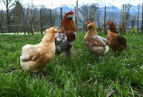 Œufs Araucana doré saumoné, Dieren en Toebehoren, Pluimvee, Kip