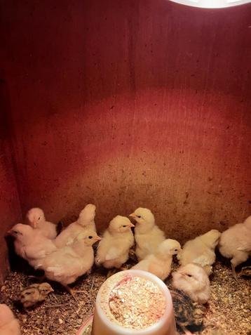 Kuikens poule de bresse  beschikbaar voor biedingen