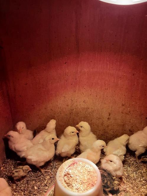 Kuikens poule de bresse, Dieren en Toebehoren, Pluimvee