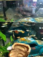 10 baby guppen te koop, Dieren en Toebehoren, Vis, Zoetwatervis