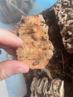 Cubaris sp. Salmon Martinique, Overige soorten