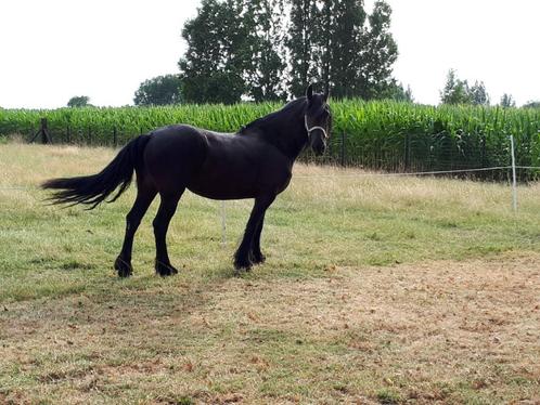 verzorgpaarden, Dieren en Toebehoren, Paarden, Merrie, Niet van toepassing