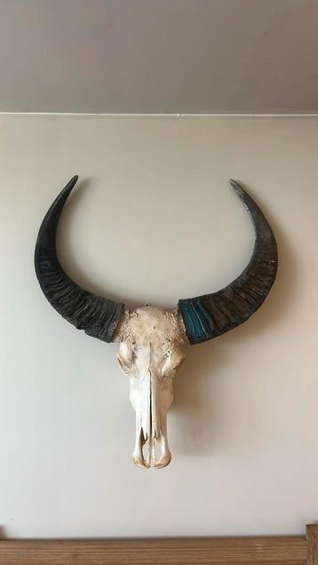 Schedel buffel met hoorns beschikbaar voor biedingen